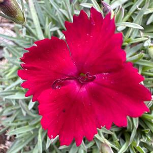 Dianthus 'Purple'