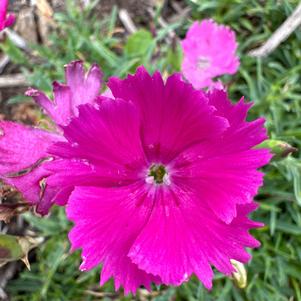 Dianthus 'Violet'