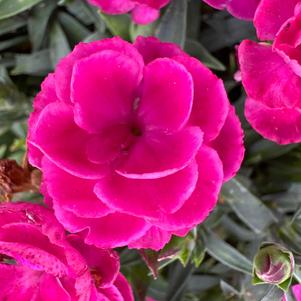 Dianthus 