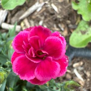 Dianthus 'Fancy Cerise'