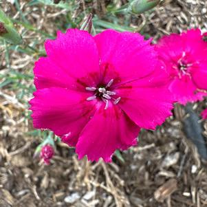 Dianthus 'Mad Magenta'