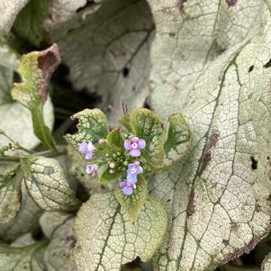 Brunnera 'Alexandria'