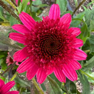 Echinacea 'Giddy Pink'