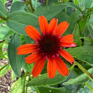 Echinacea 'Moab Sunset'
