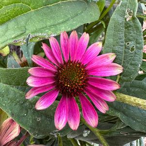 Echinacea 'Sweet Sandia'
