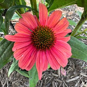 Echinacea 'Saffron'