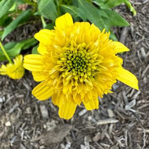 Echinacea 'Lemon'