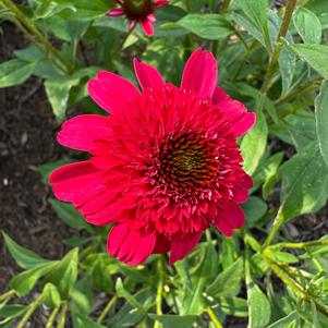 Echinacea 'Ruby'