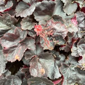 Heuchera 'Black Forest Cake'
