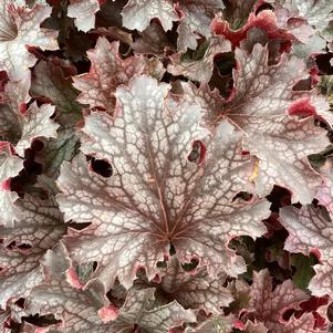 Heuchera 'Ruby Tuesday'
