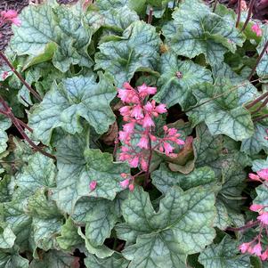 Heuchera 'Shimmer'
