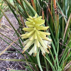 Kniphofia 'Poco Citron'