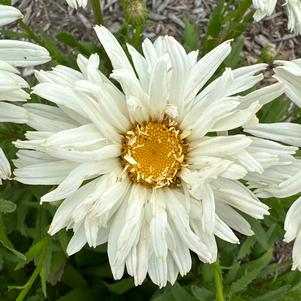 Leucanthemum 'Mt. Hood'