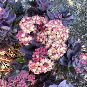 Sedum 'Conga Line'