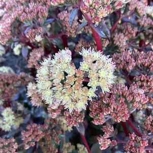 Sedum 'Peach Pearls'