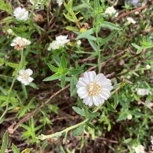 Achillea 'Marshmallow (seed)'