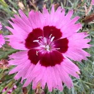 Dianthus 'Rose Quartz (seed)'