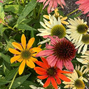 Echinacea 'Mix (seed)'