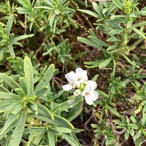Iberis 'Snow Flurries (seed)'