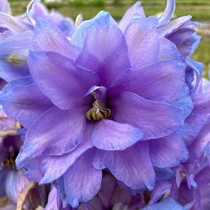 Delphinium 'Shelby'