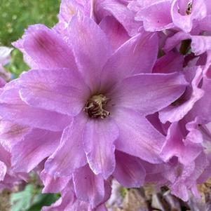 Delphinium 'Juliette'