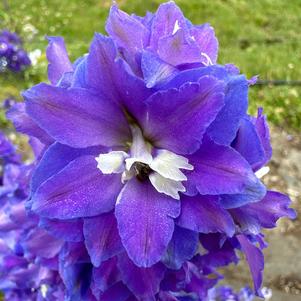 Delphinium 'Glitzy'