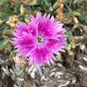Dianthus 'Watermelon Ice USPP 33,901'