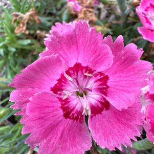 Dianthus 'Strawberry Tart USPP 33,953'