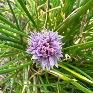 Allium 'Chivette'