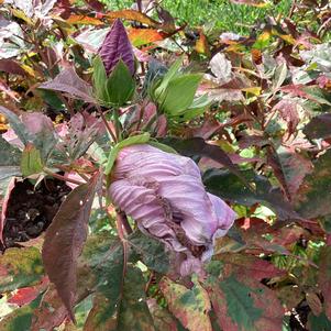 Hibiscus 'Vincotto&trade;'