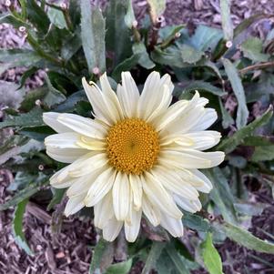 Leucanthemum 'Banana Cream II PPAF'