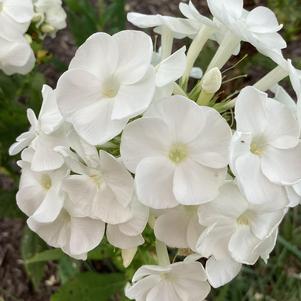 Phlox paniculata 'Backlight PPAF'