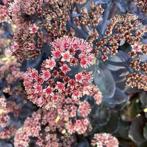 Sedum 'Back in Black PPAF'
