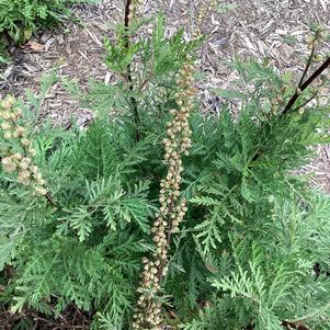 Artemesia 'Olympia'