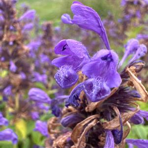 Nepeta 'Prelude Purple'