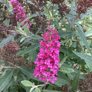 Buddleja 'Raspberry'