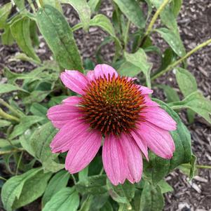 Echinacea 'Magenta (seed)'