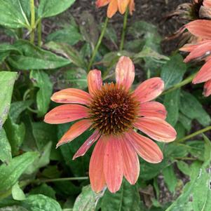 Echinacea 'Orange-Red (seed)'