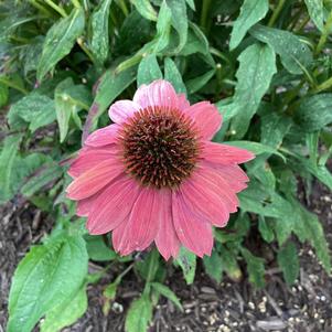 Echinacea 'Pink Shades (seed)'