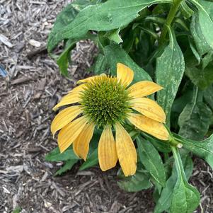 Echinacea 'Yellow (seed)'