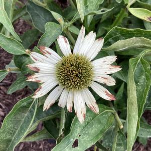 Echinacea 'White (seed)'