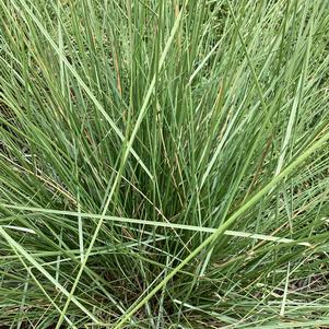 Ornamental Grasses Muhlenbergia 'Ruby'