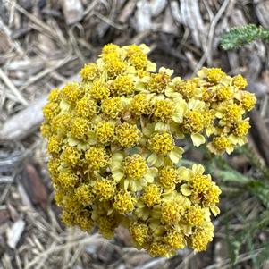 Achillea 'Yellow Terracotta'