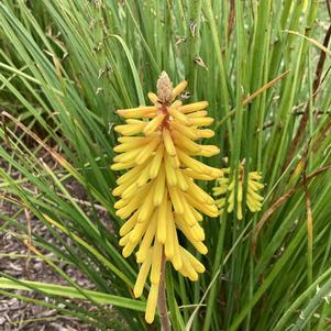 Kniphofia 'Glowstick'