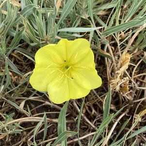 Oenothera (Primrose) 'Evening Sun'