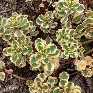 Sedum 'What a Doozie'