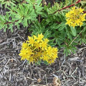 Sedum 'Yellow Diamonds'