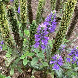 Veronica 'Blue'