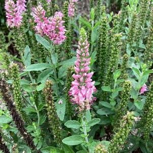 Veronica 'Pink'