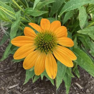 Echinacea 'Yellow Ombre (seed)'